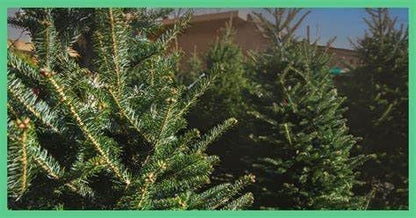 AP Fragrance Belfair Oaks Room Fragrance Air Freshener Spray Christmas Tree - Concentrated Deodorizer - 2 Pack