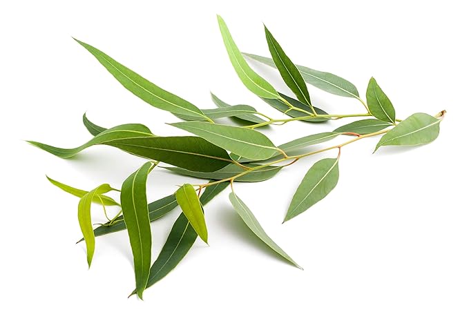 US Organic 100% Pure Eucalyptus Essential Oil (Radiata) - USDA Certified Organic, Steam Distilled - W/Euro droppers (More Size Variations Available) (15 ml / .5 fl oz)
